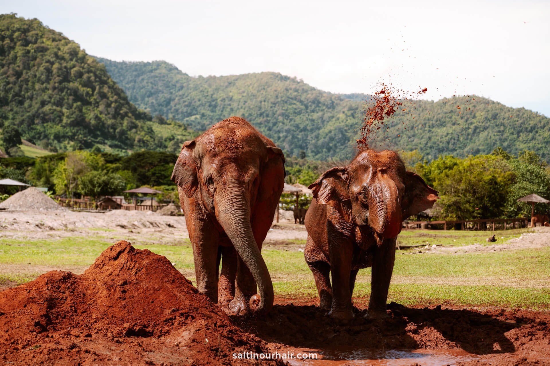 Elephant nature park Chiang Mai thailand