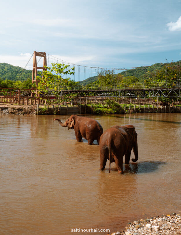 best elephant sanctuary northern Thailand