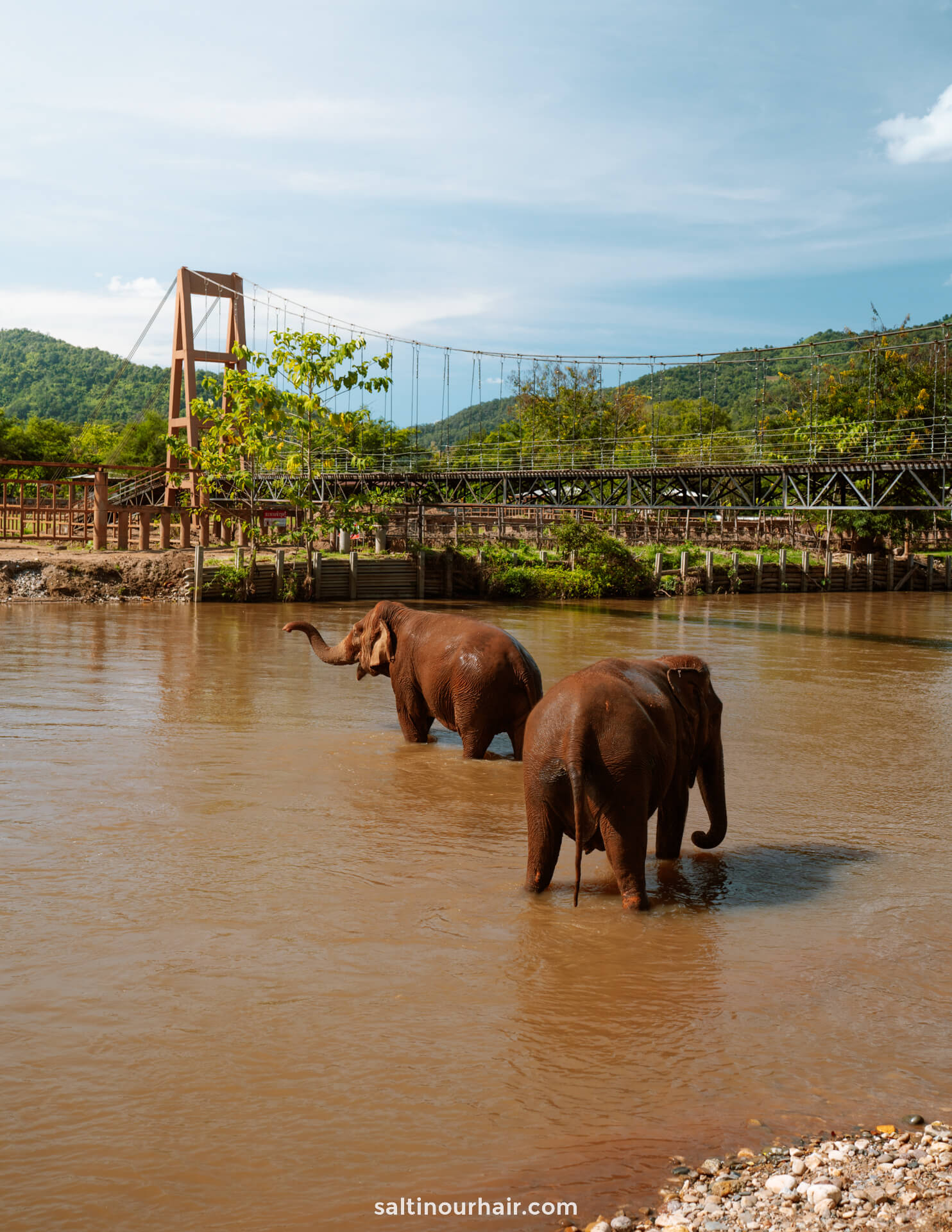 Day trip to Elephant Nature Park chiang mai thailand