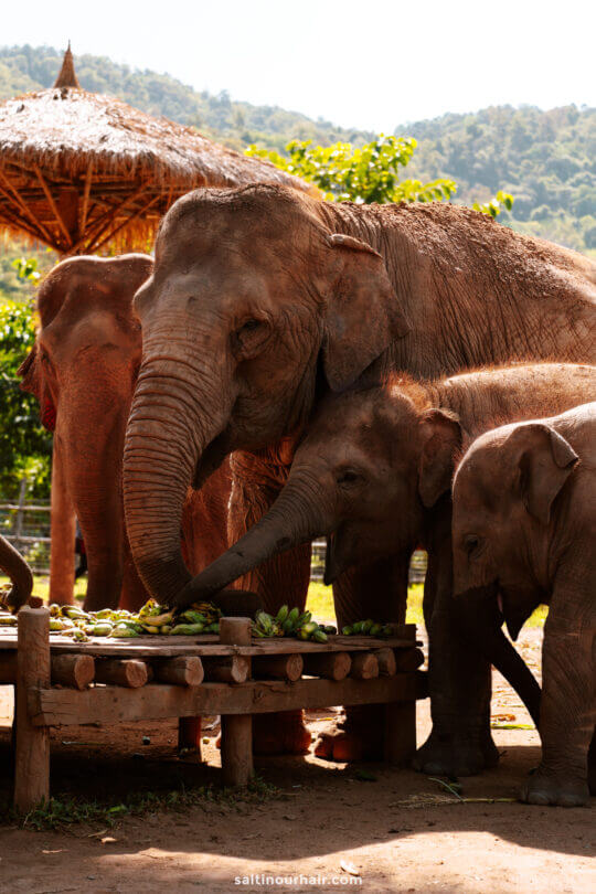 northern Thailand elephants