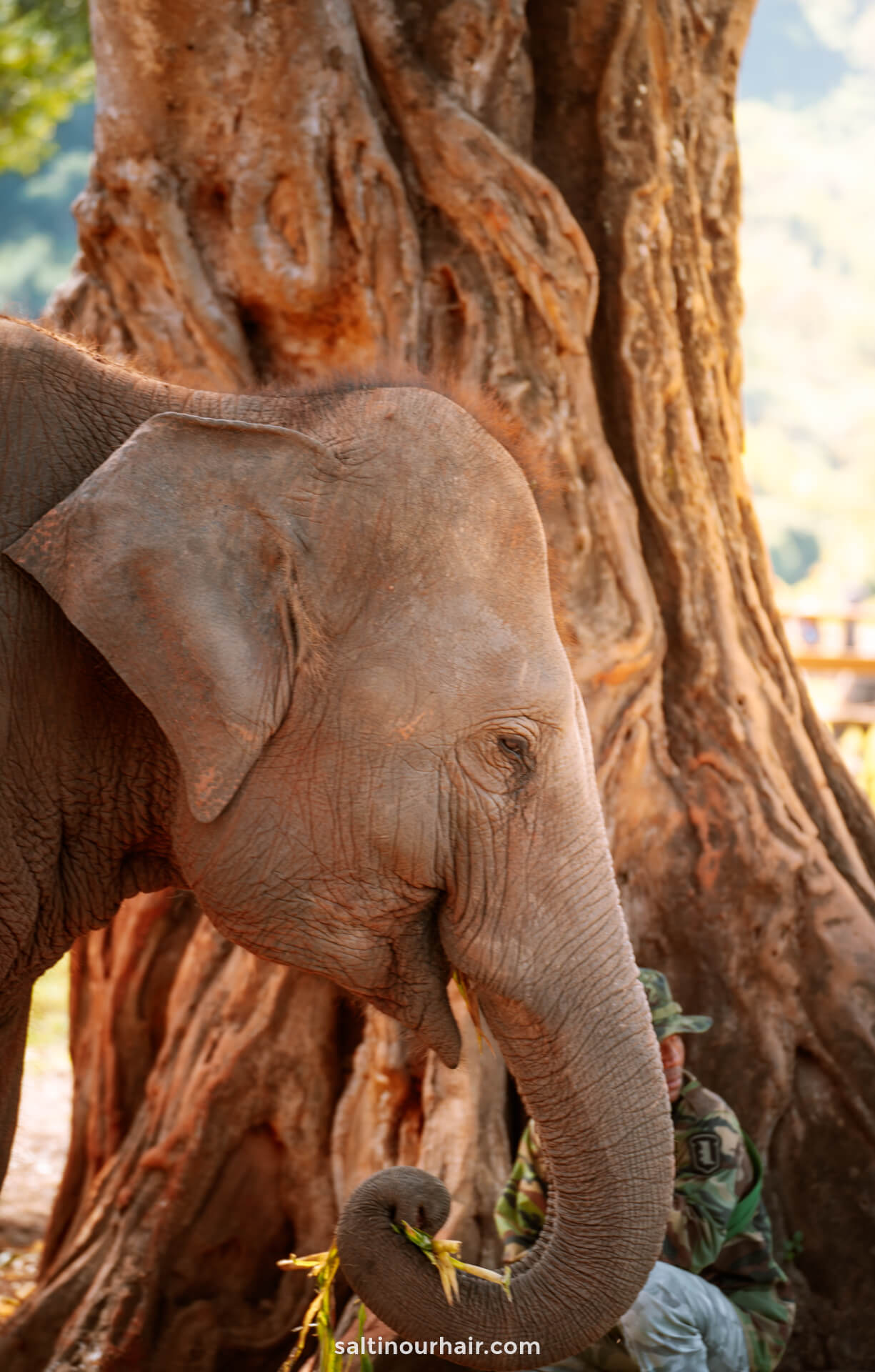 Where to visit elephants in Thailand Chiang Mai