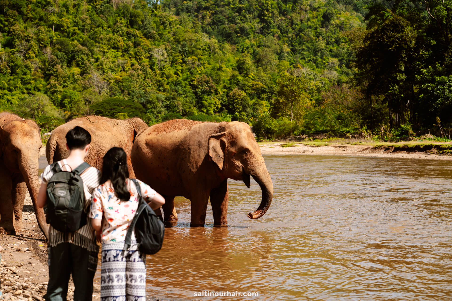 Bathe with elephants at elephant nature park chiang mai thailand