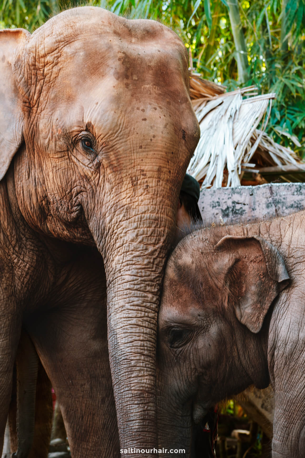 Best Elephant Sanctuary Thailand