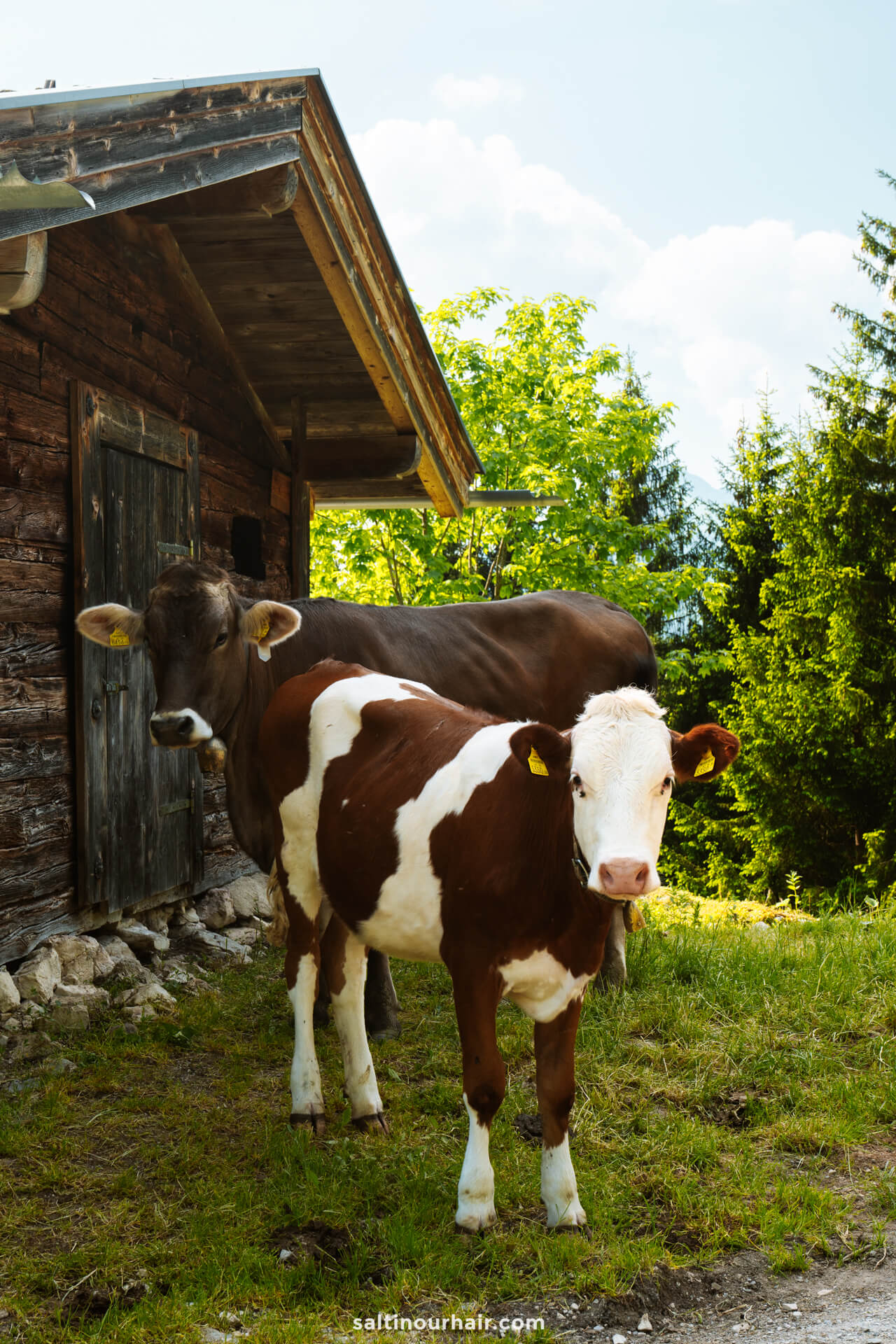 cows tyrol austria