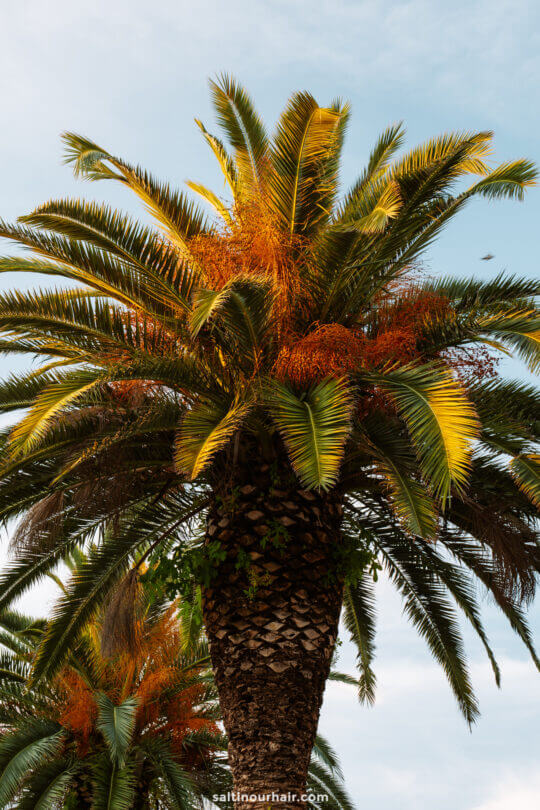 palm tree croatia