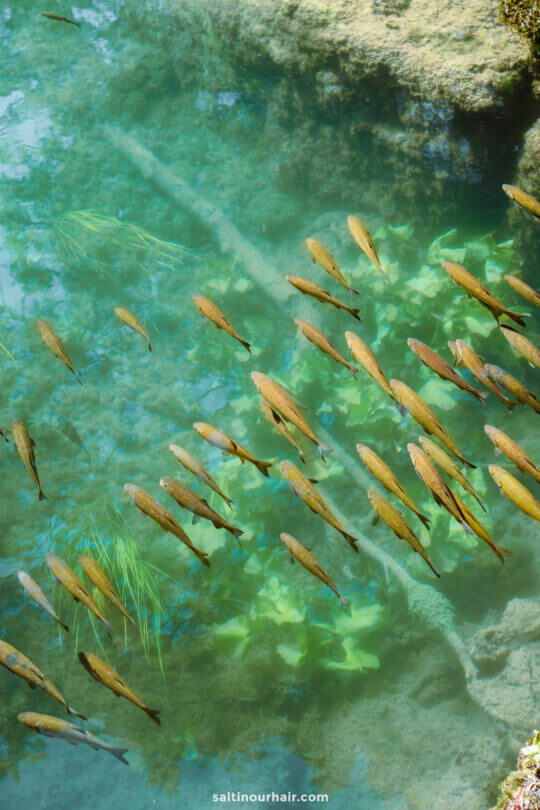fish krka national park croatia