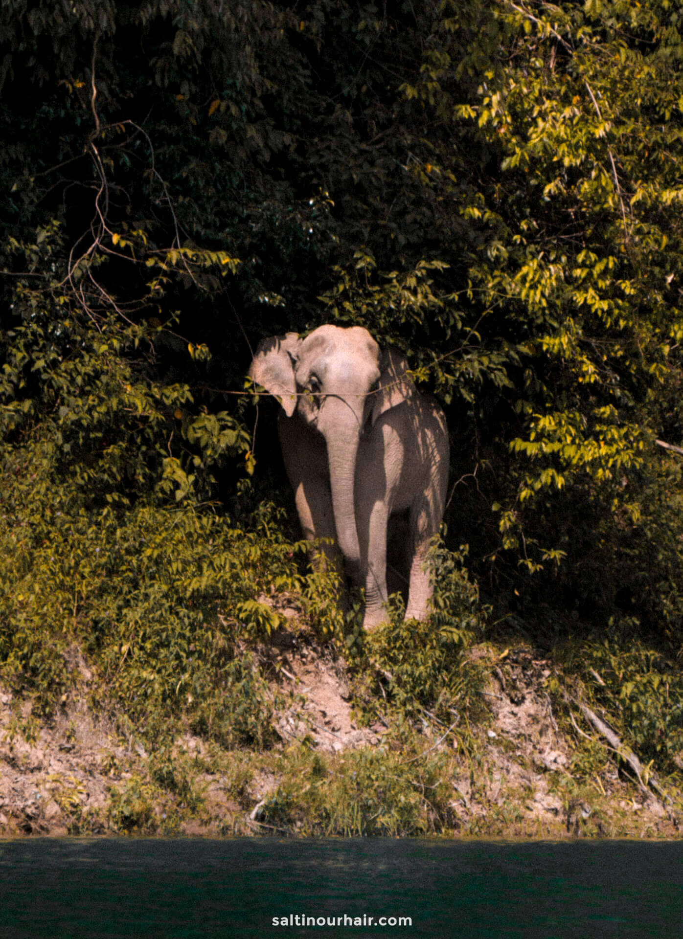 7-day thailand itinerary khao sok national park wild elephant