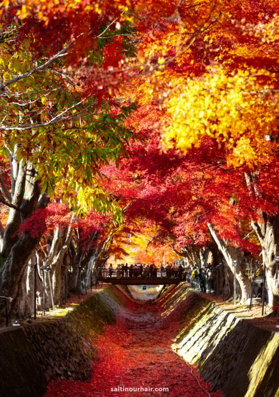 A tree-lined pathway covered in vibrant autumn leaves at the Momiji Corridor near Lake Kawaguch, with people standing on a bridge in the background, captures the breathtaking beauty of Japani fall.