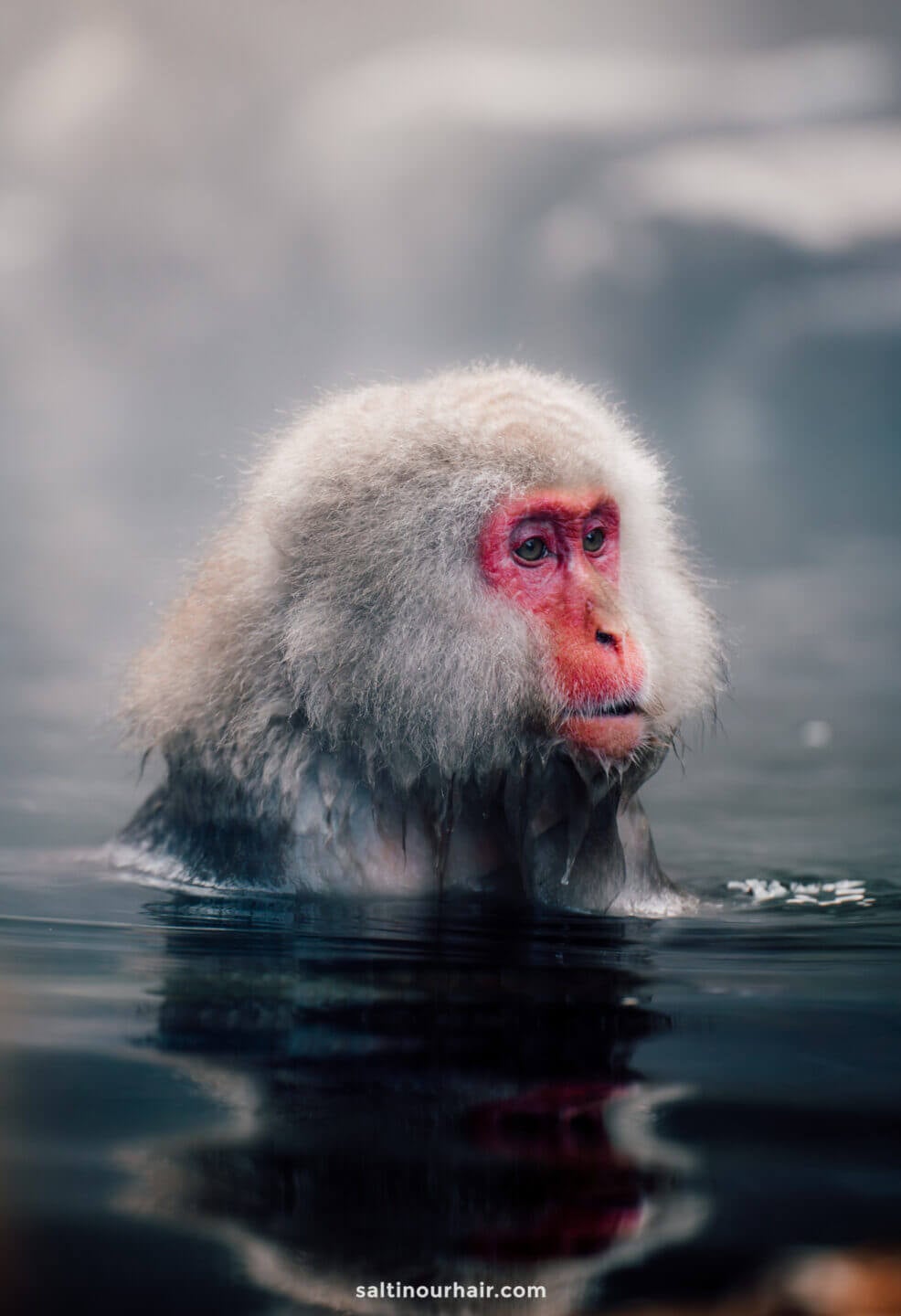 Snow Monkey Park: Japan's Hot Spring Oasis · Salt in our Hair