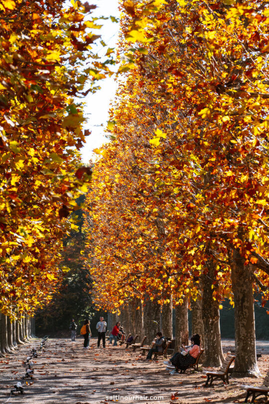 Rows of tall trees with autumn leaves line a path in Shinjuku Gyoen, Tokyo, where people are sitting on benches and walking in the sunlight.