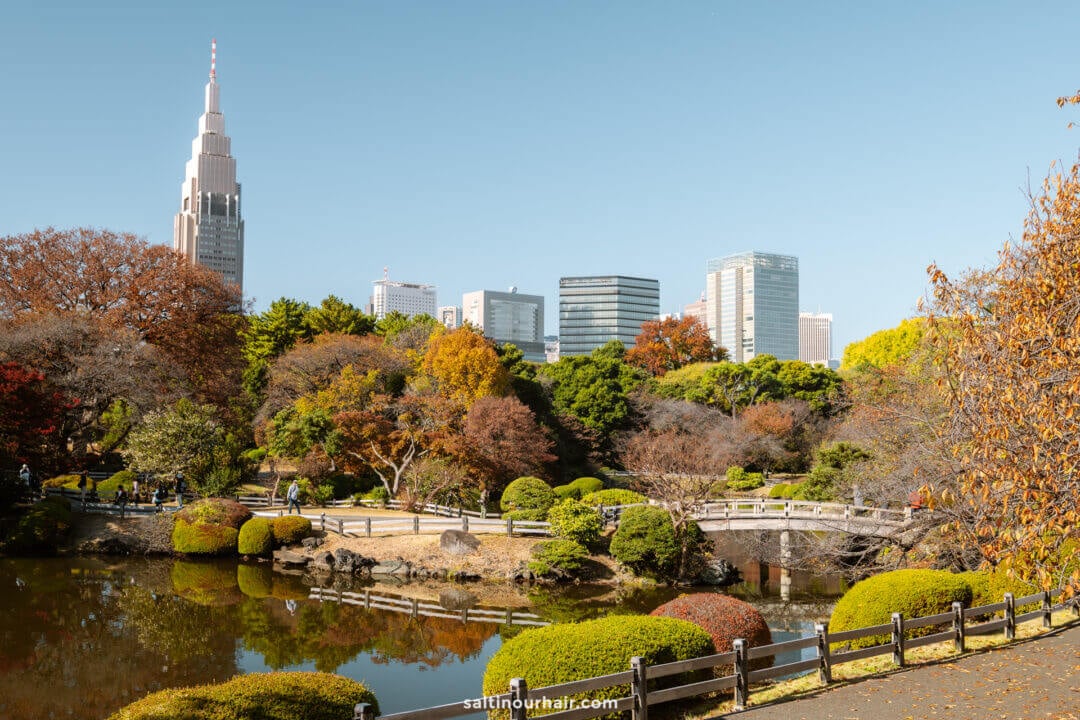 A Japanese garden in Shinjuku Gyoen, Tokyo, features a pond, trees in autumn colors, a curved bridge, and modern skyscrapers in the background beneath a clear blue sky—perfect for experiencing autumn in Japan.