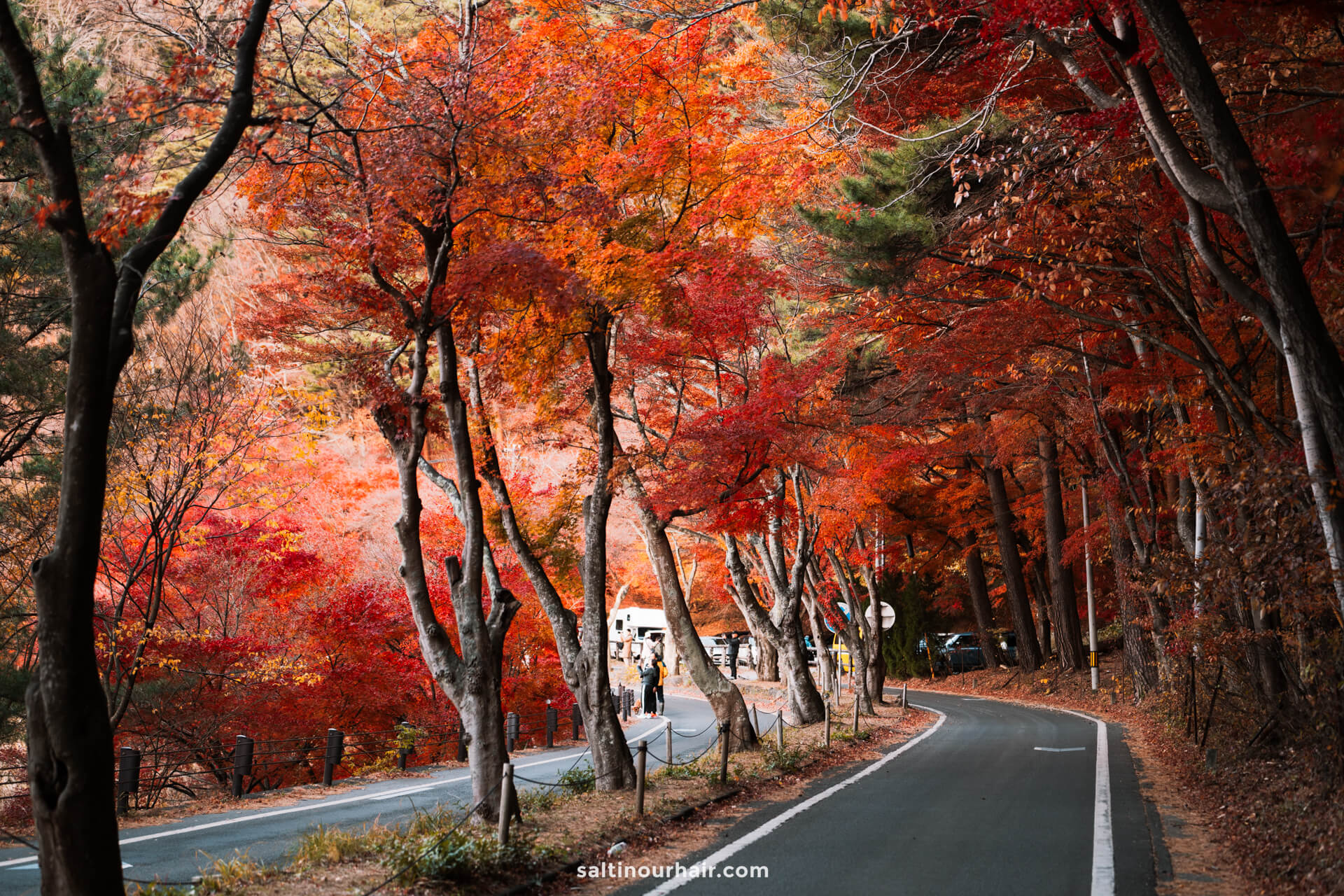 road with autumn colored trees