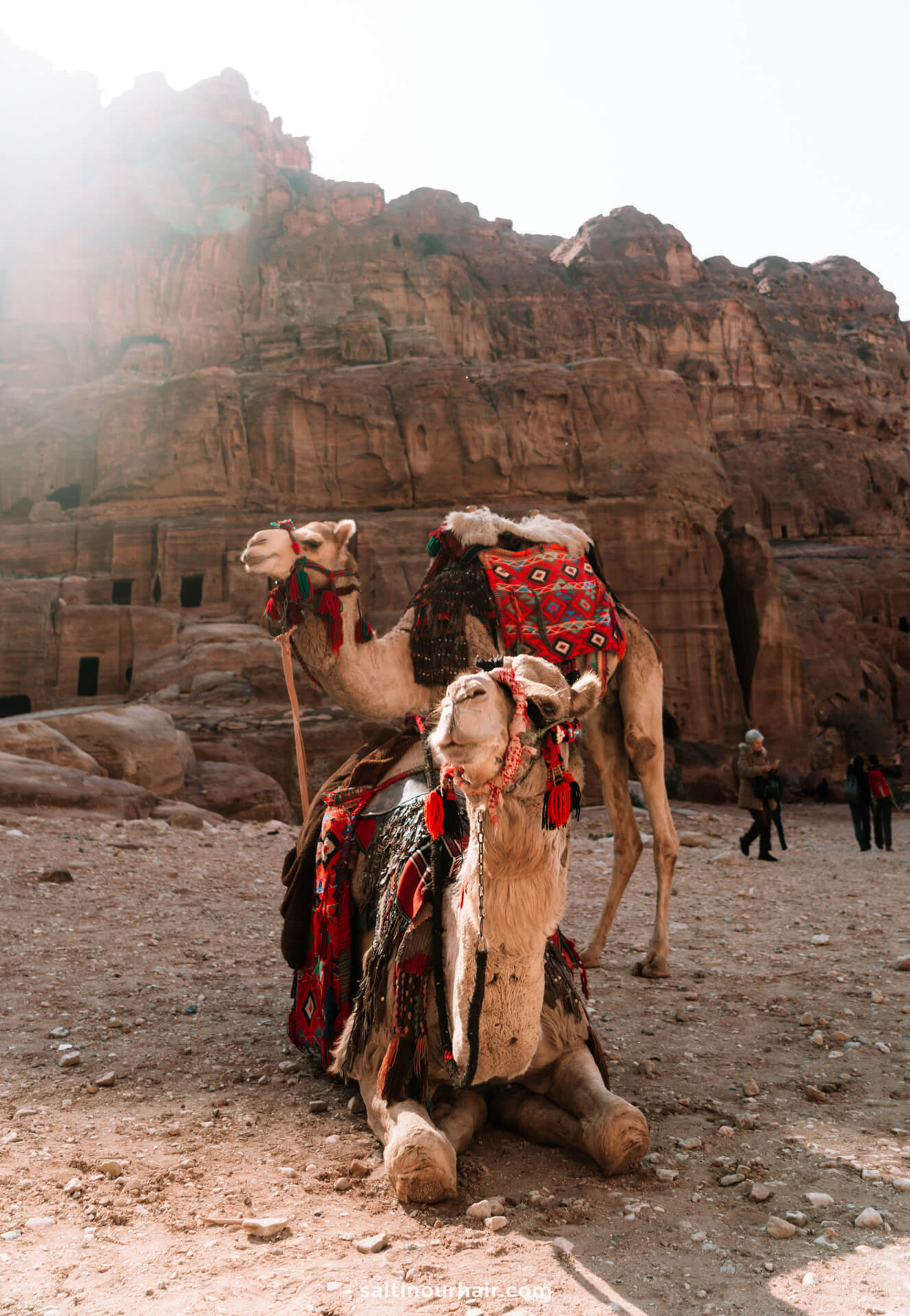 camels petra jordan