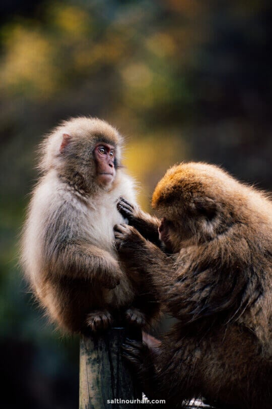 baby monkey japan