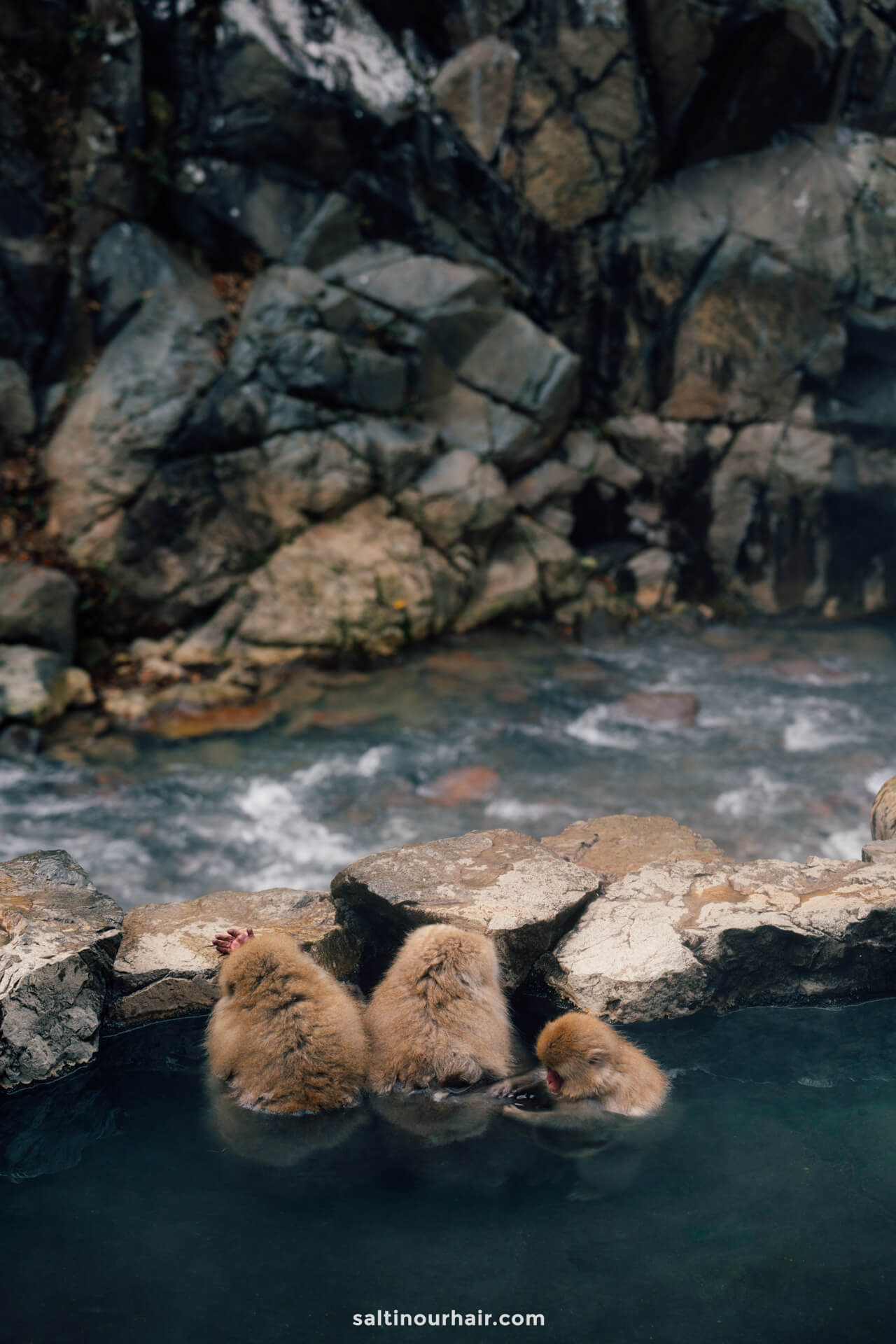 hot spring snow monkey park japan