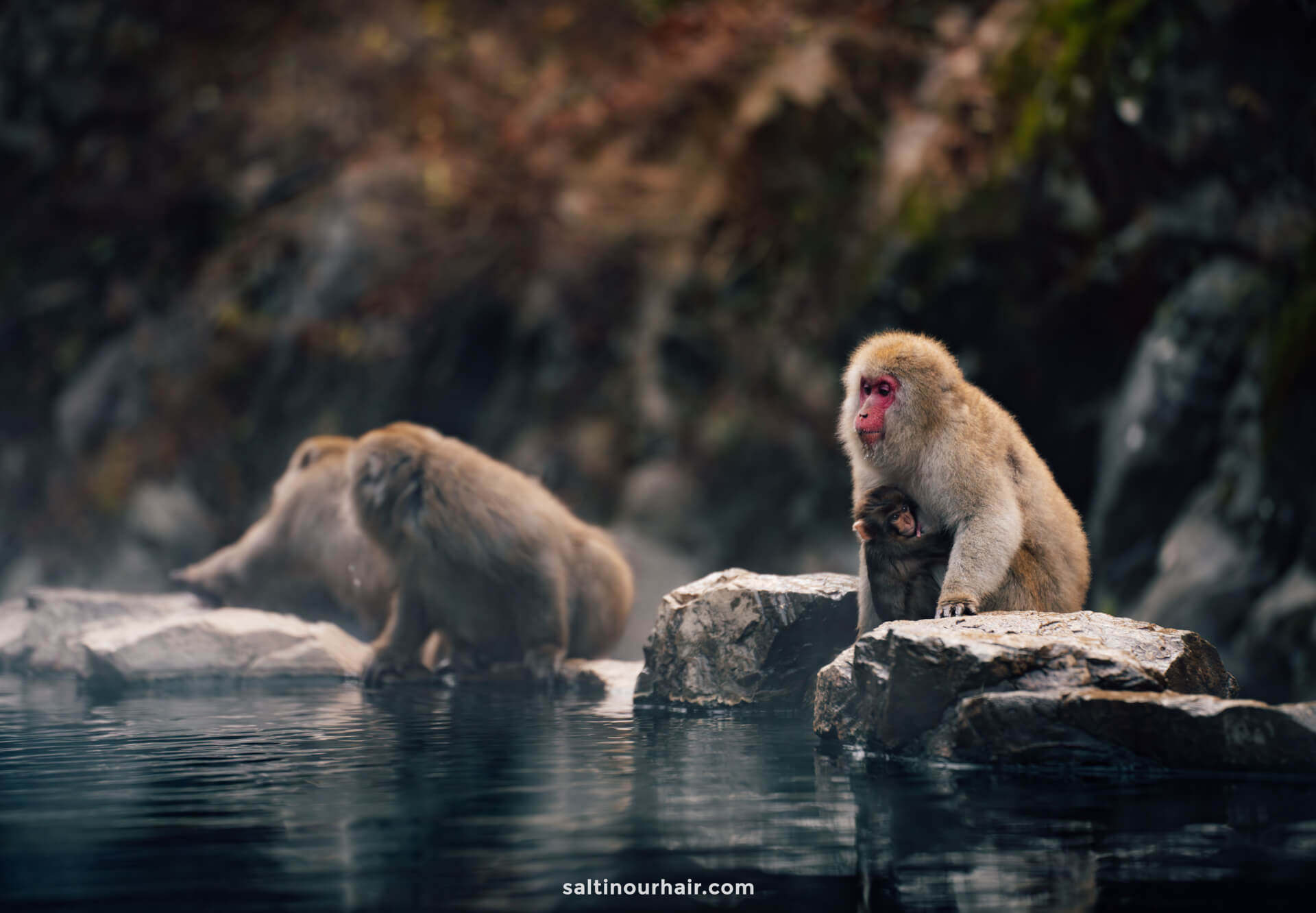 japan things to see snow monkeys