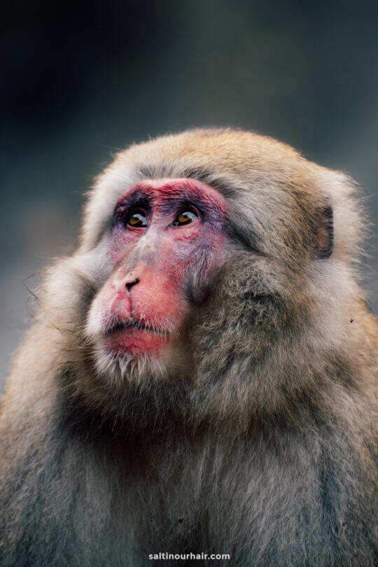 Snow Monkey Park: Japan's Hot Spring Oasis · Salt in our Hair