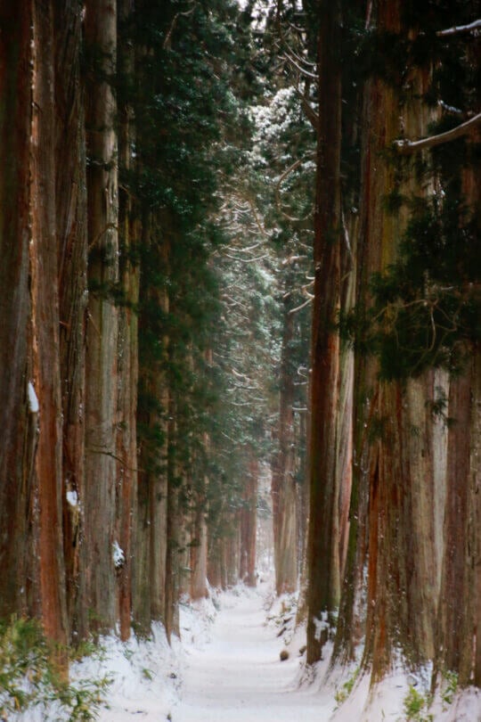 Jugokani Valley forest japan 2 week itinerary