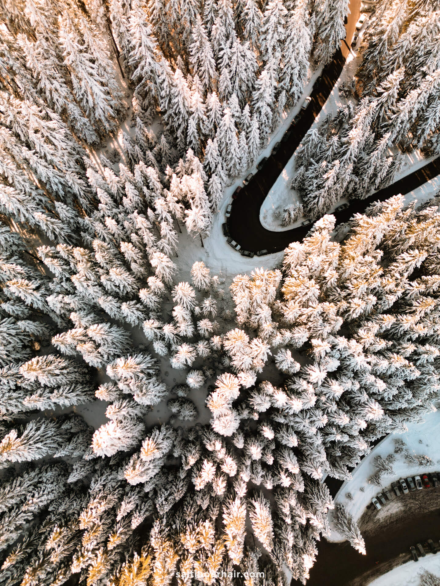 bansko forest in snow