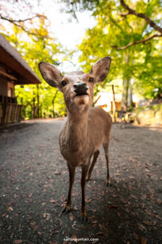 A young deer stands on a dirt path in a wooded area of Nara Park, looking directly at the camera with trees and buildings in the background, capturing the serene beauty of autumn in Japan.
