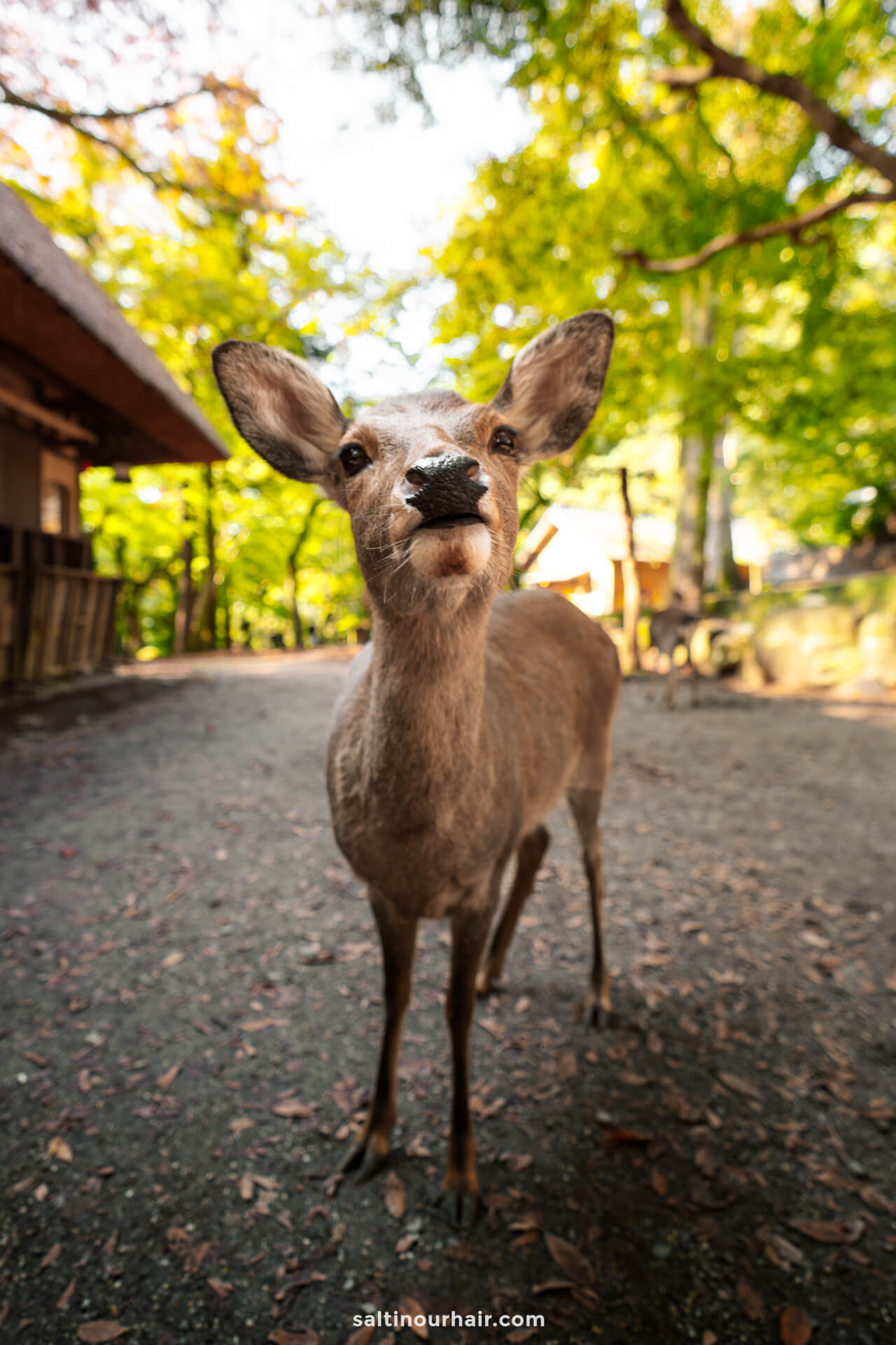 deer nara park kyoto japan