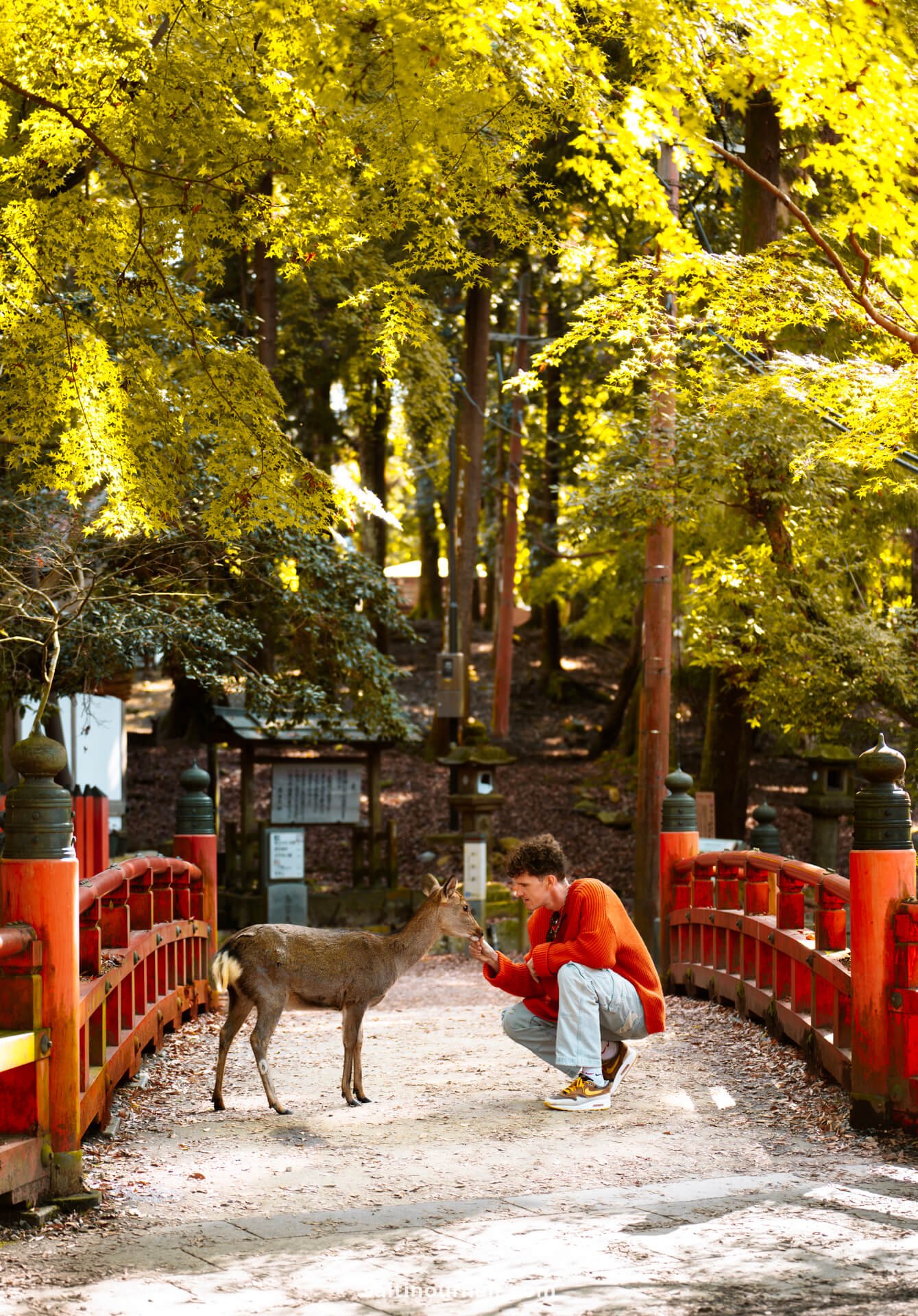 things to do kyoto nara park japan