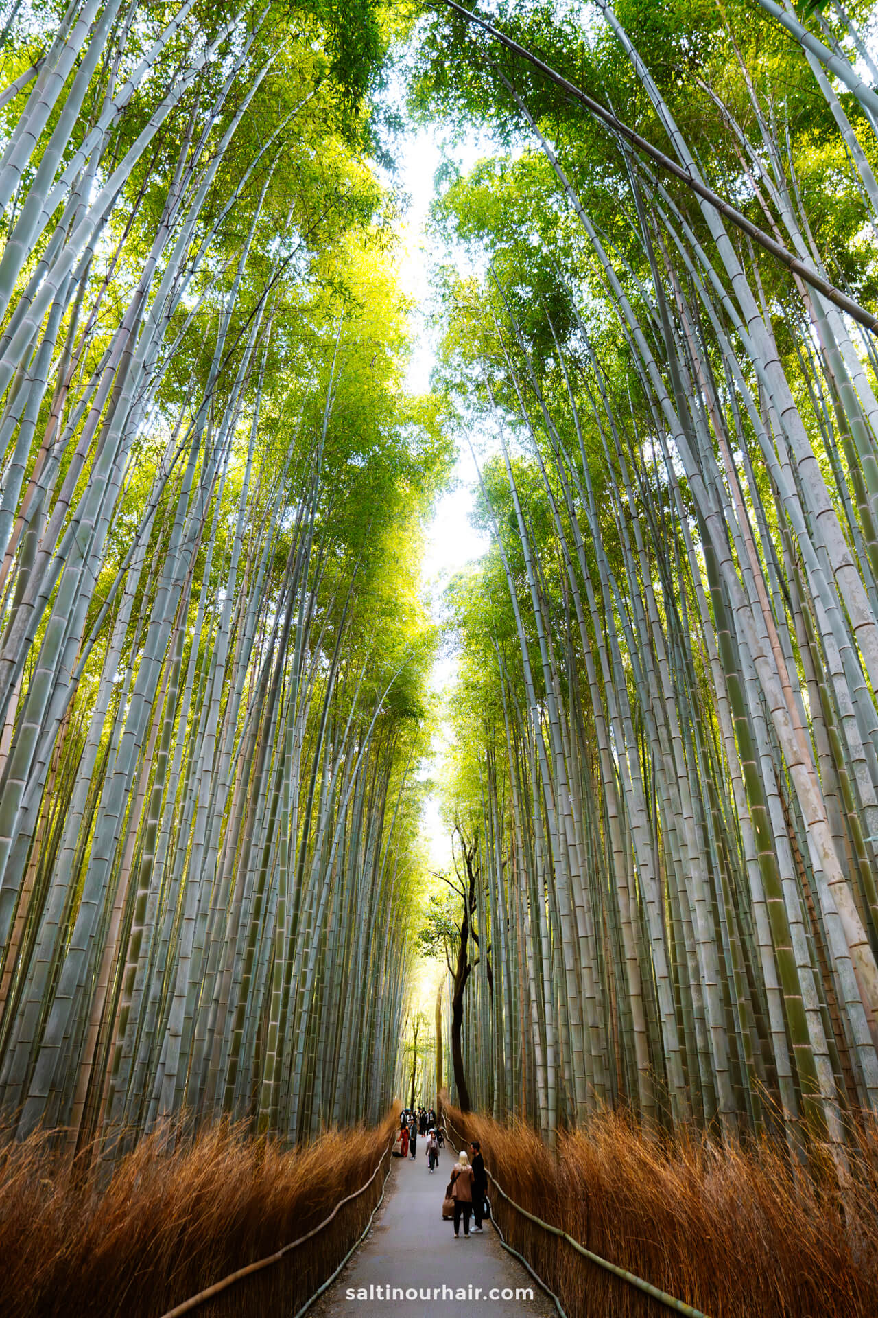 things to do kyoto arashiyama bamboo forest japan