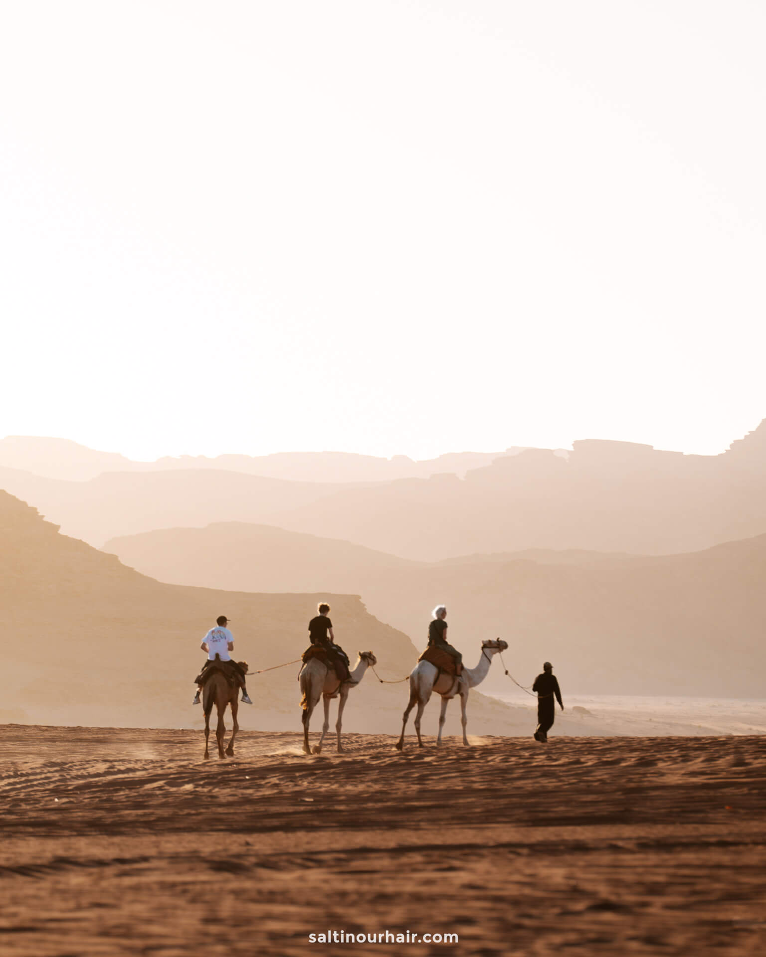 camels in the dunes Wadi Rum