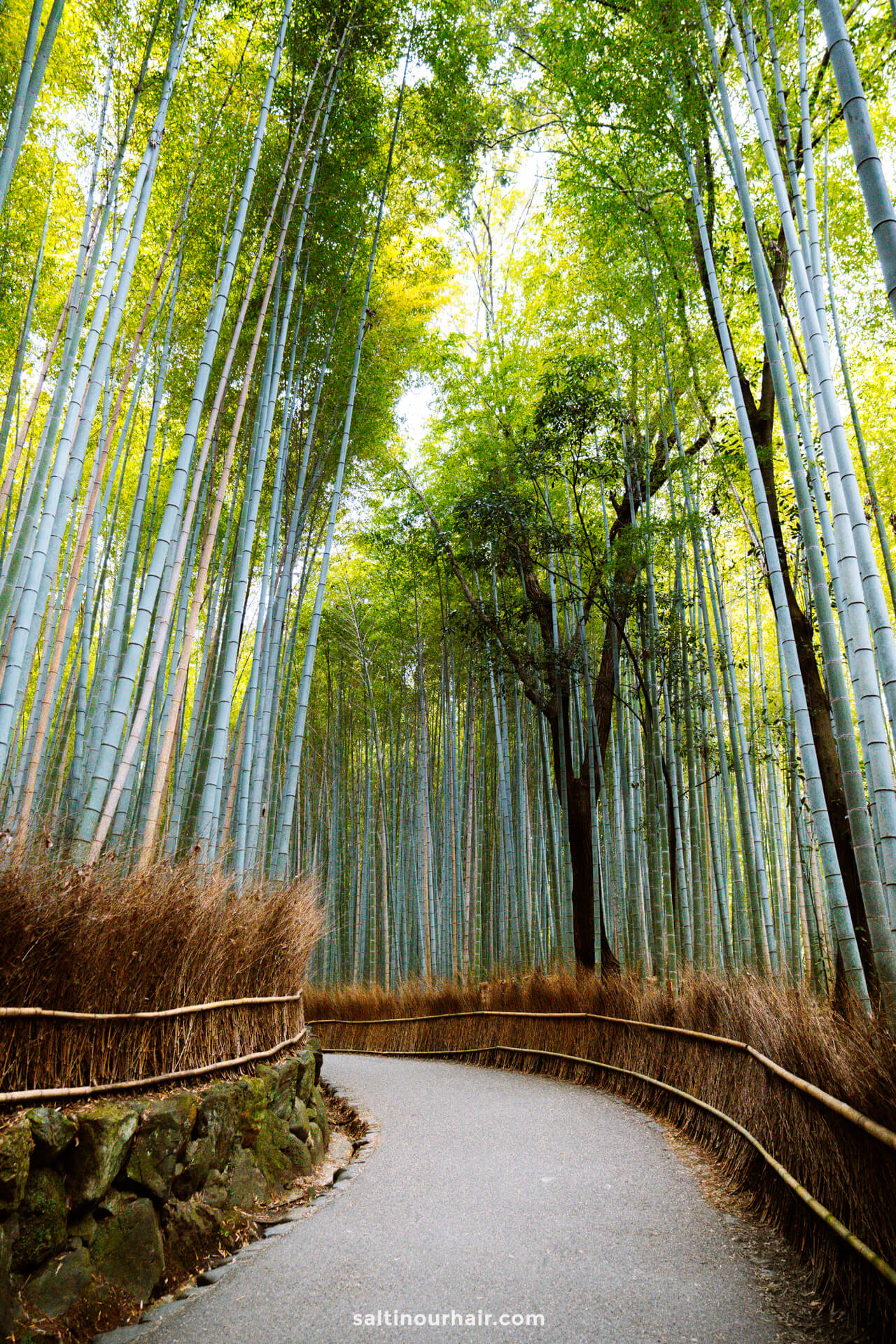 bamboo forest kyoto japan