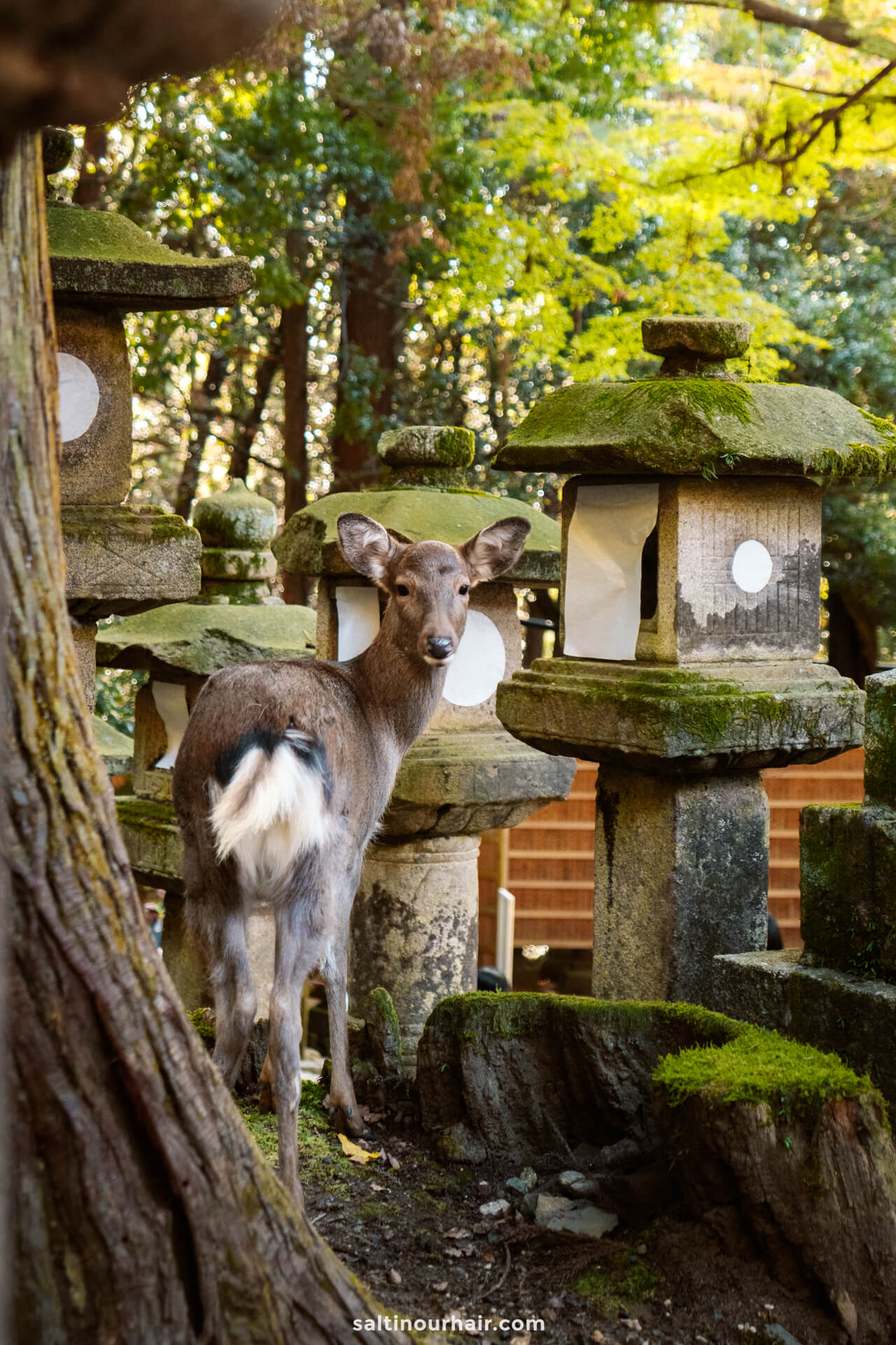 deer Kasuga-Taisha gardens things to do in Nara