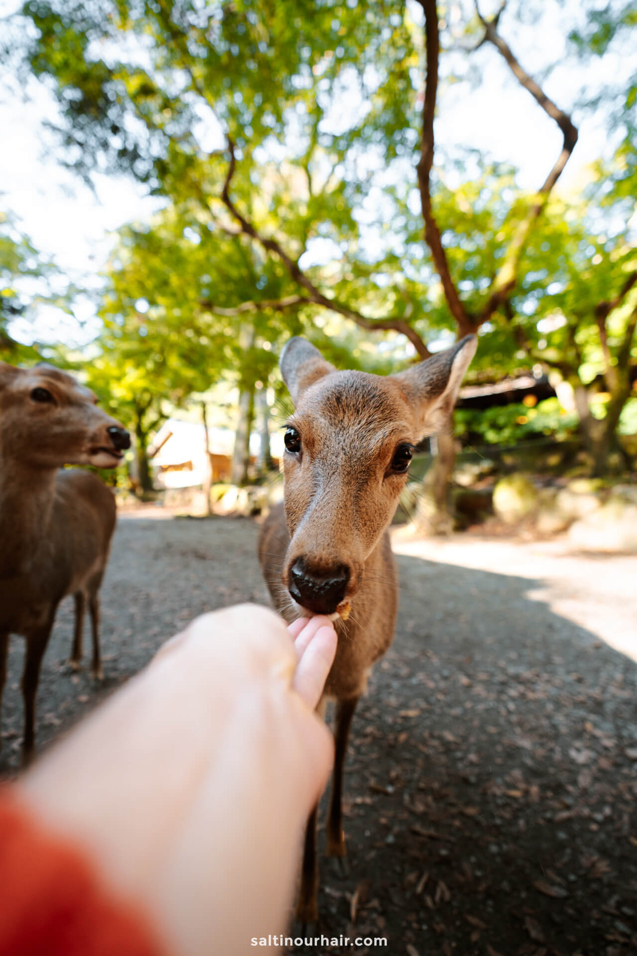 Feed the deer things to do in Nara