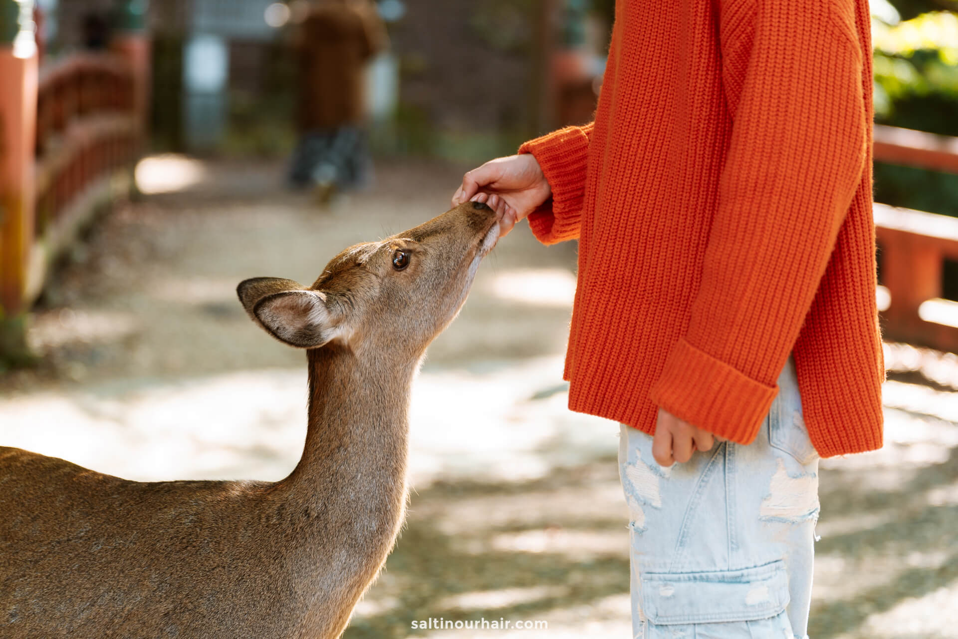 things to do in japan feed deer in nara park