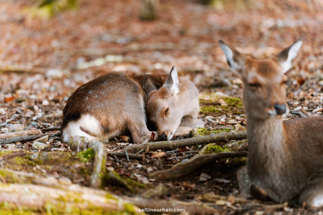 9 Things to do in Nara Park (The Famous Deer of Japan)