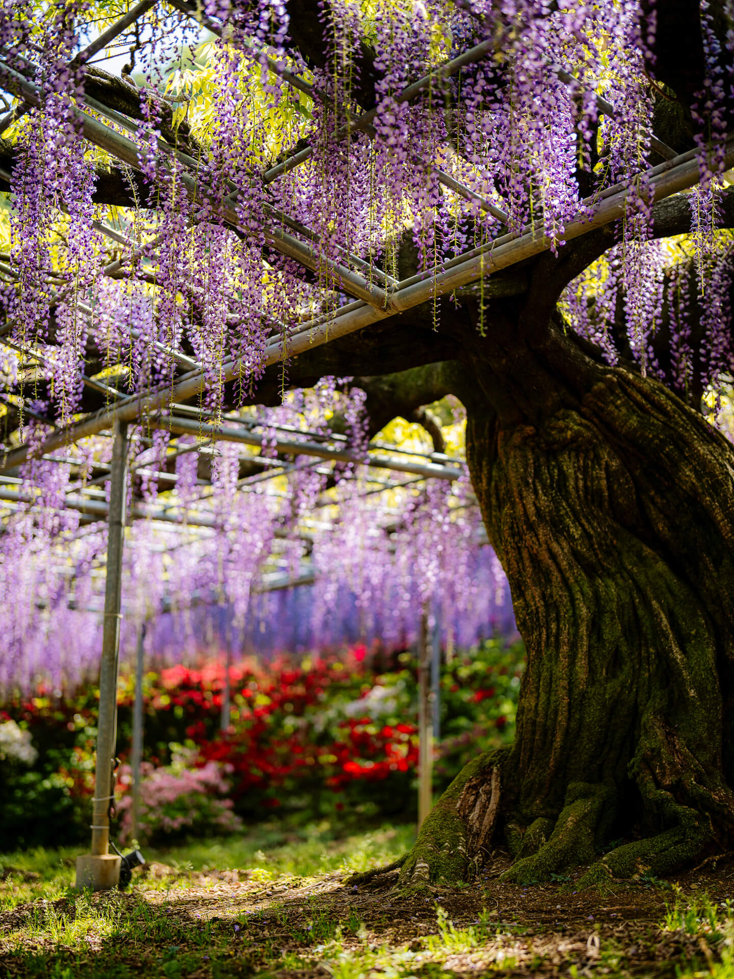 botanical garden nara park japan