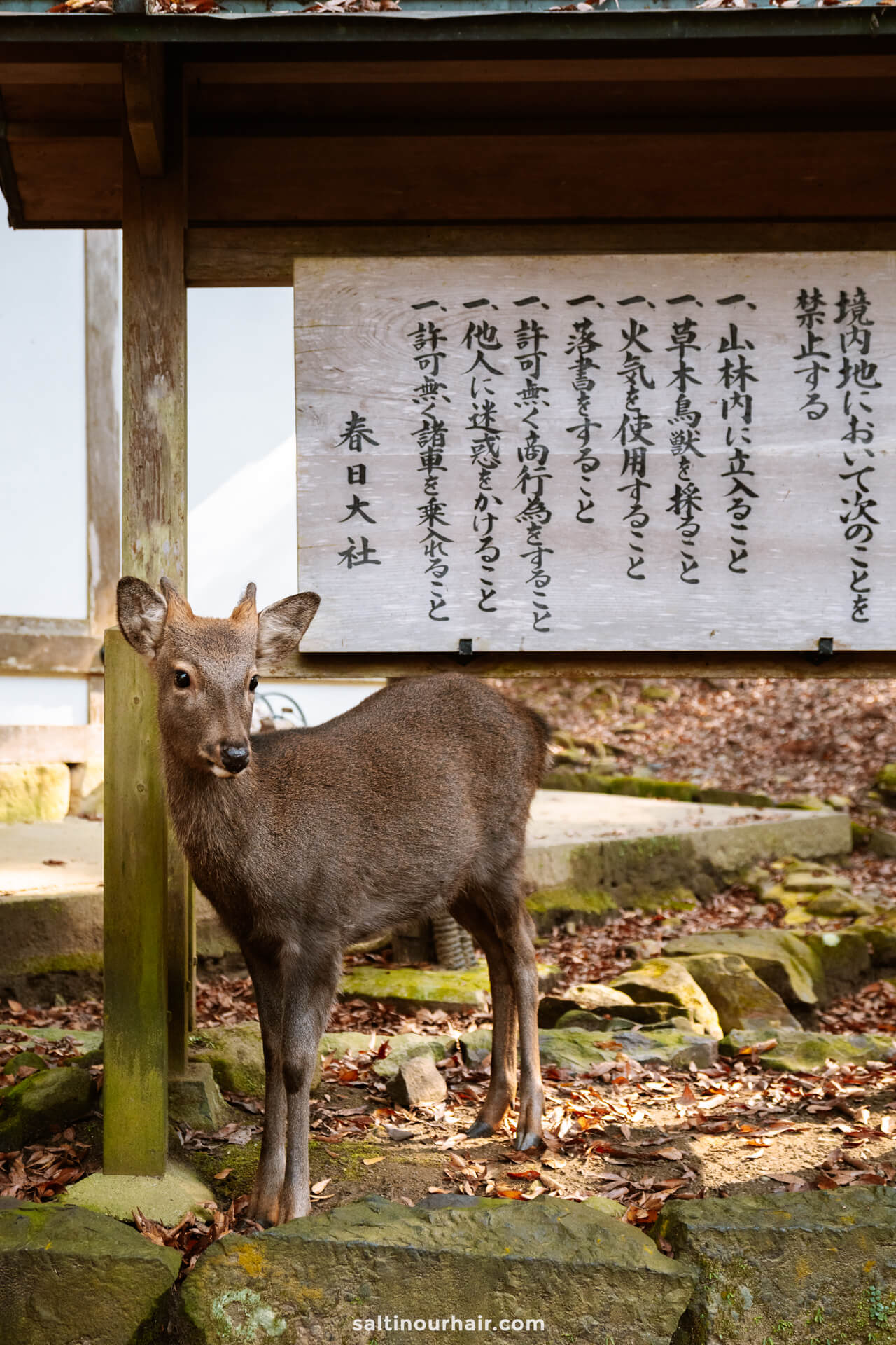 exploring nara deer park japan