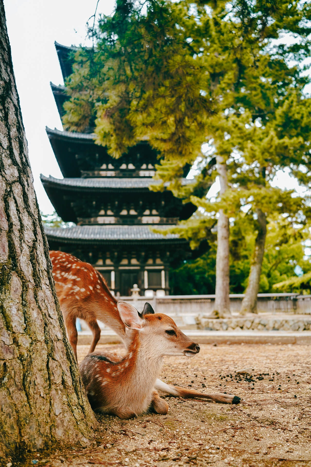 Kofuku-ji pagoda nara japan