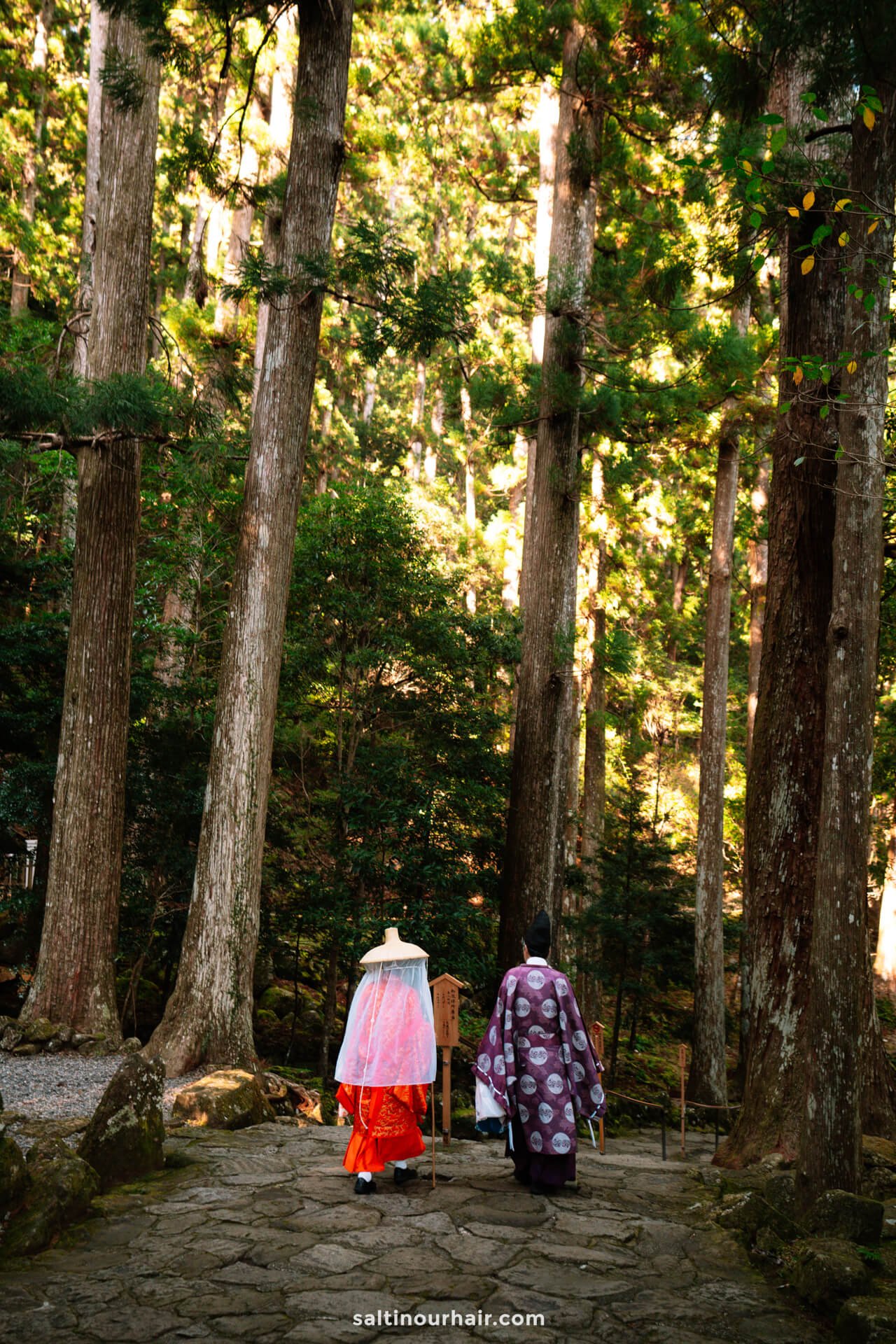 nachi falls forest japan