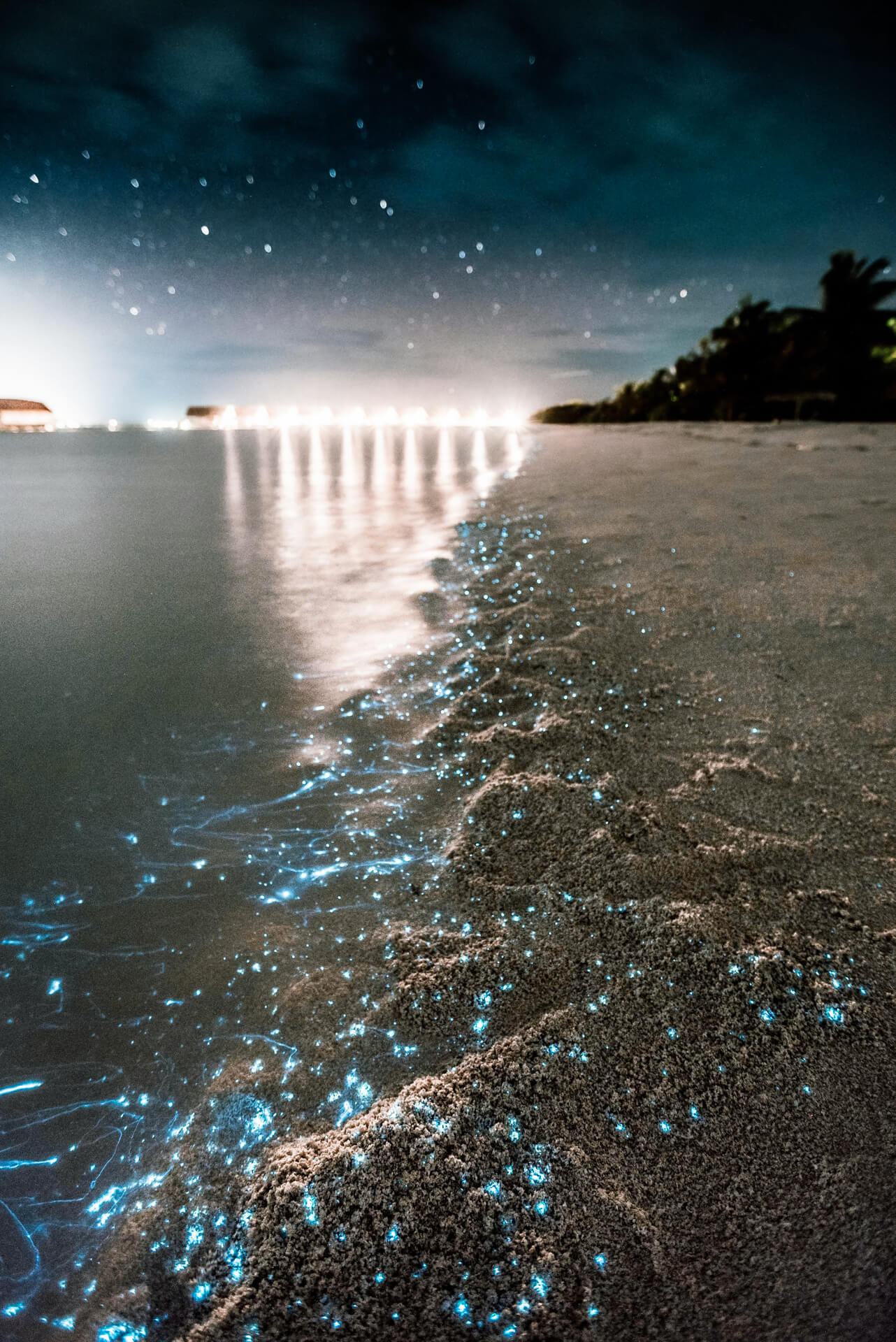 bioluminescent plankton tour holbox mexico