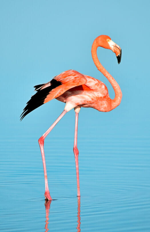 flamingo mexico 2 week yucatan itinerary