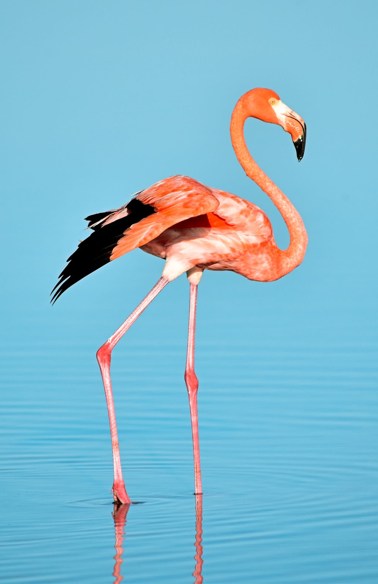 Flamingos in Punta cocos Mexico