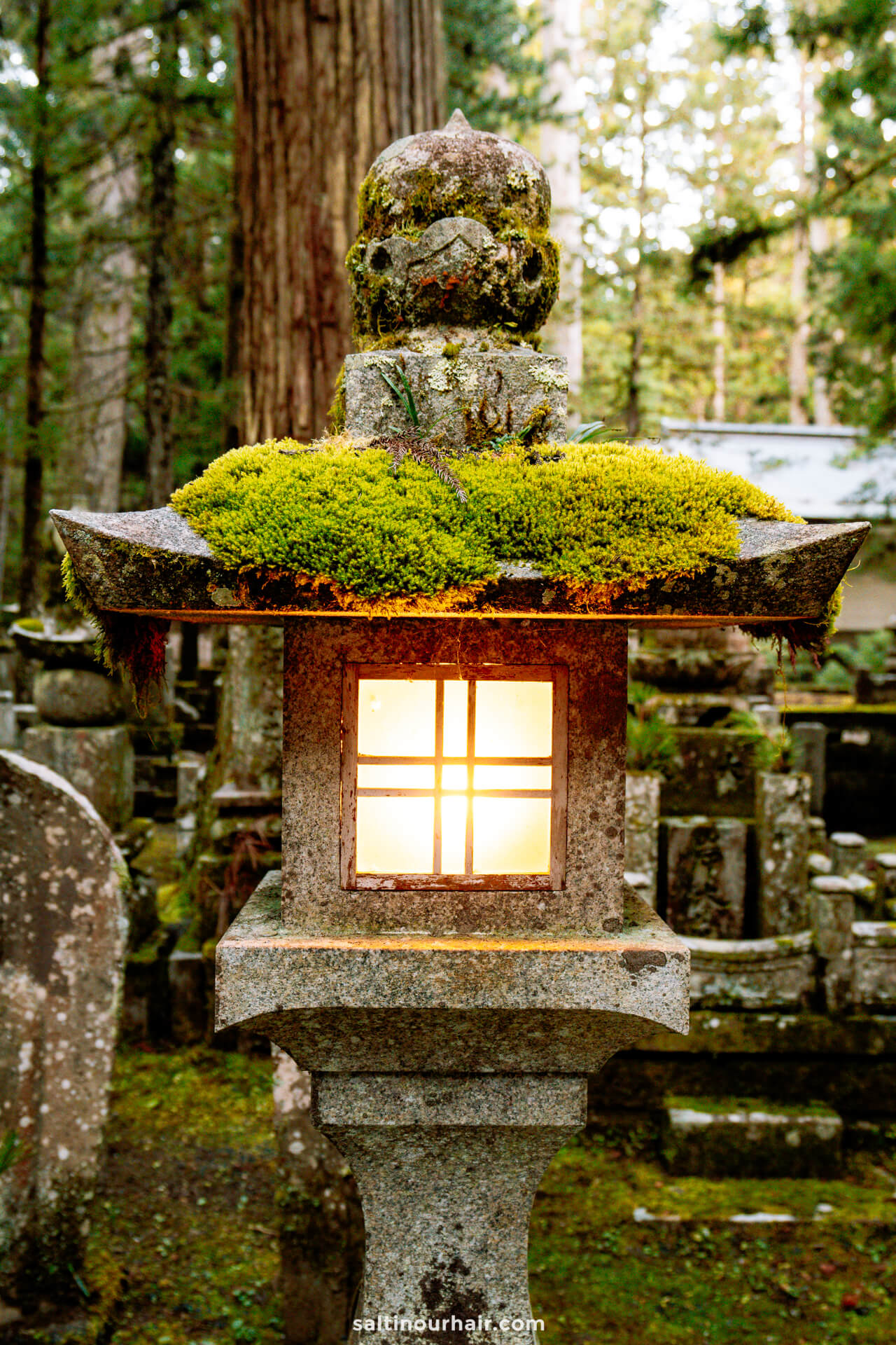lantern moss okunoin cemetery