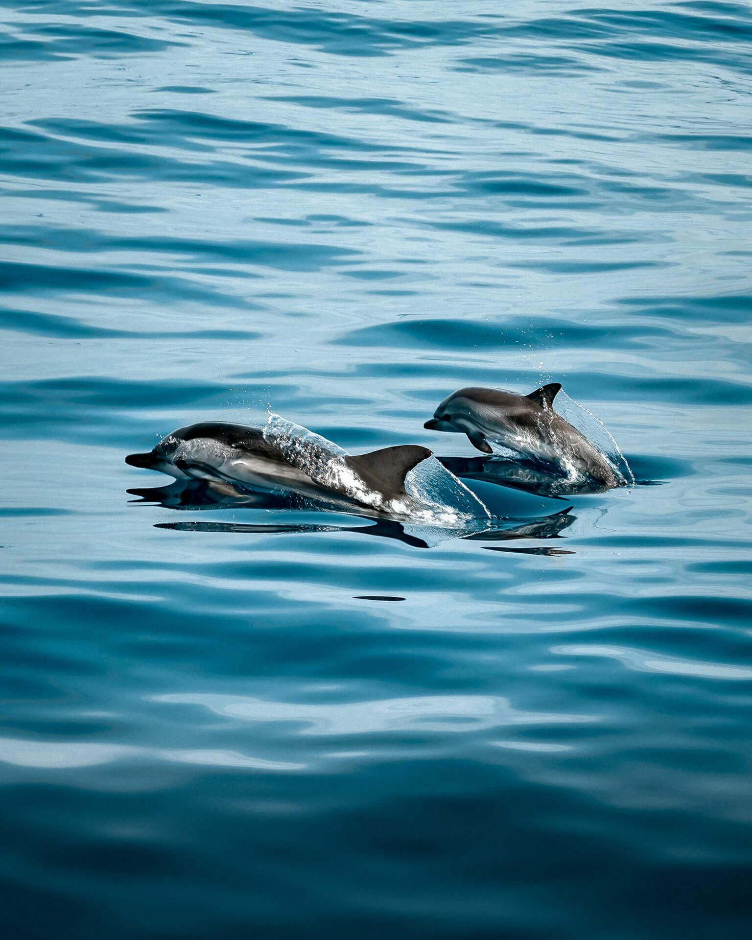 day trip funchal madeira dolphin watching