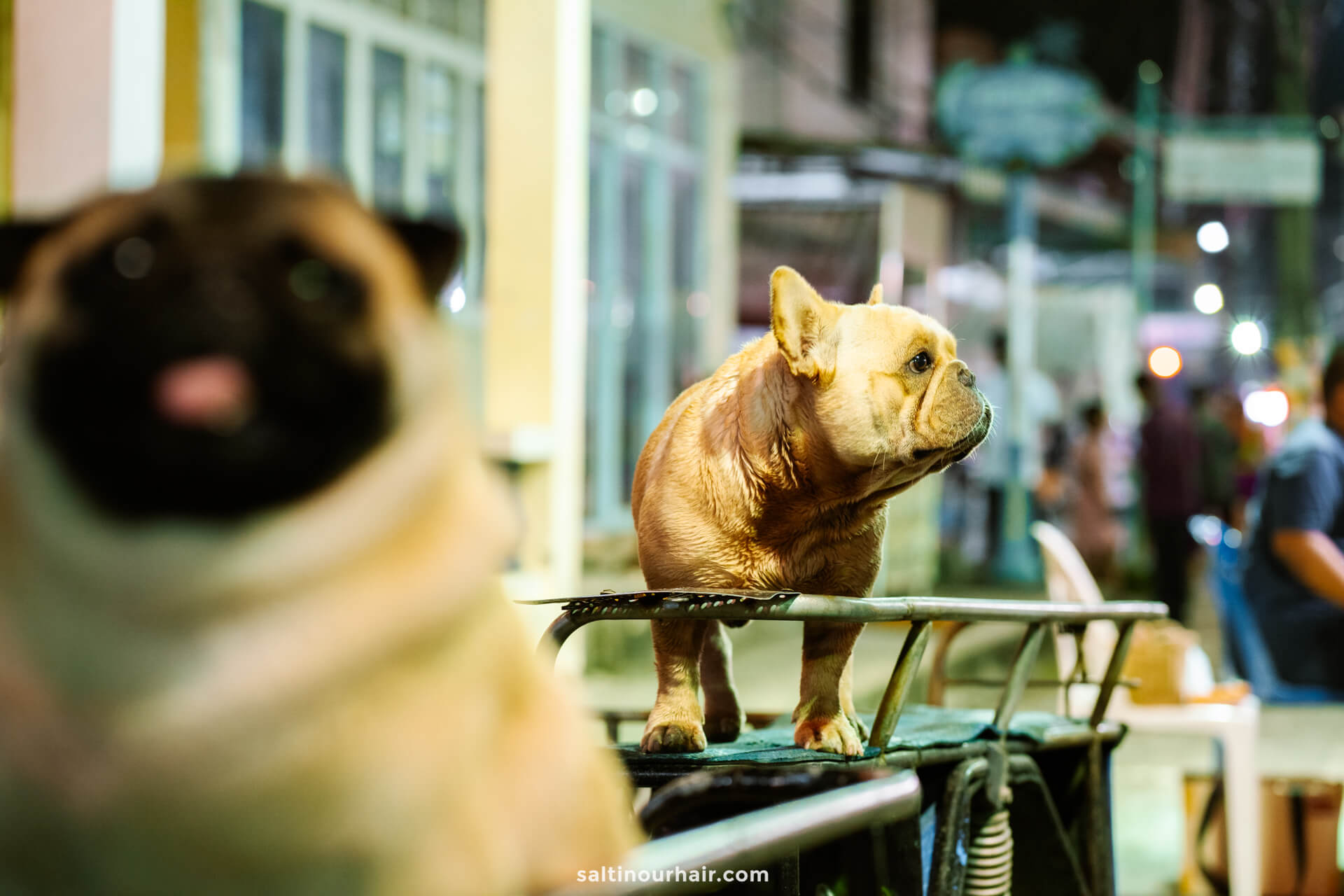 dog cart Thong Sala Saturday Market Koh Phangan