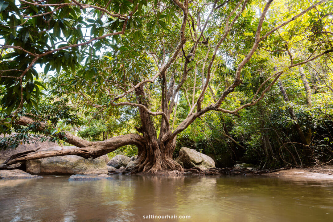 Than Sadet Waterfall Tree Koh Phangan 