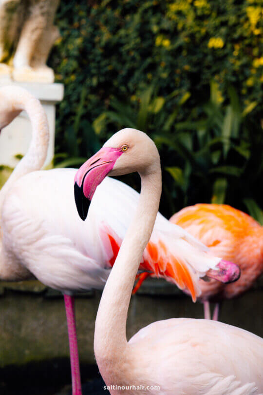 Madeira itinerary monte palace gardens flamingo