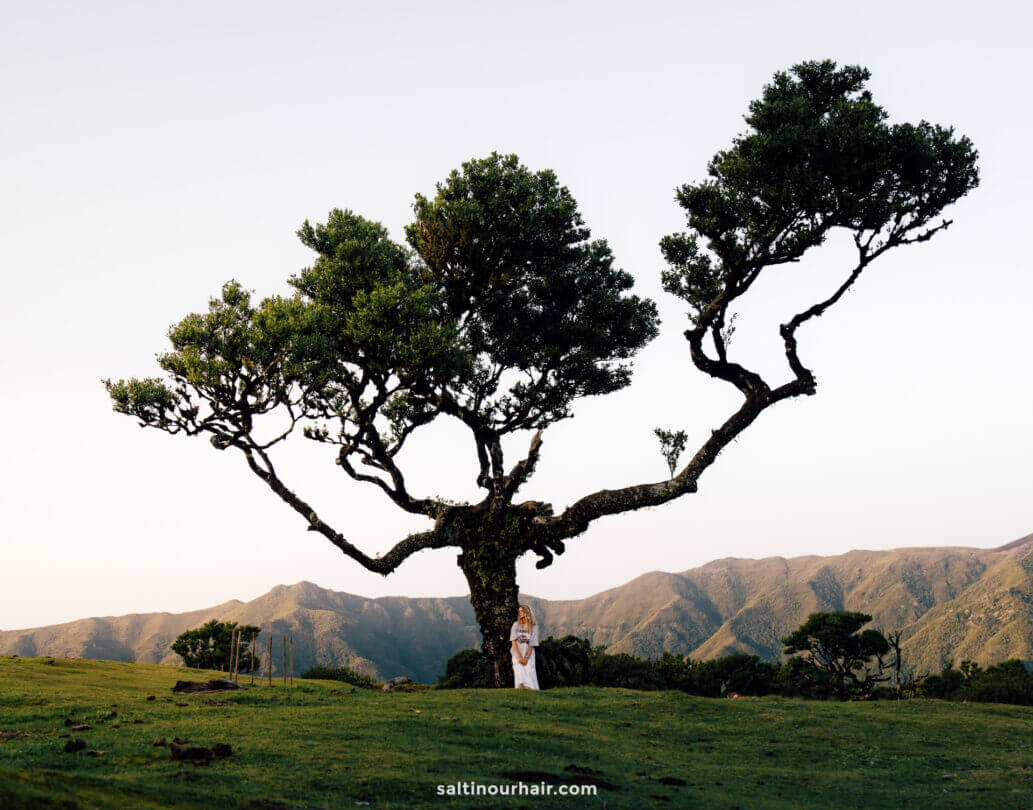 fanal forest madeira itinerary
