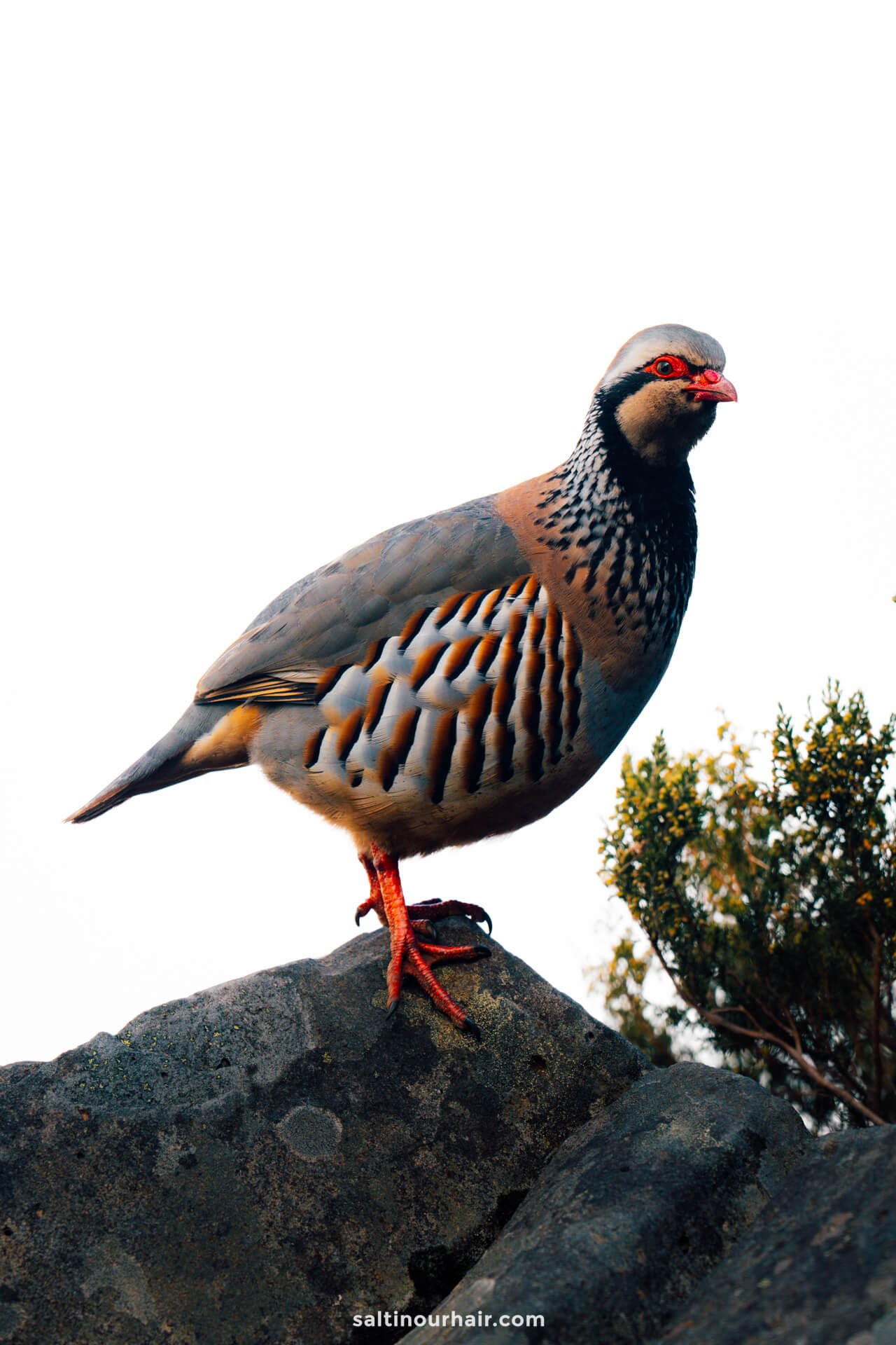 red-legged partridges bird madeira