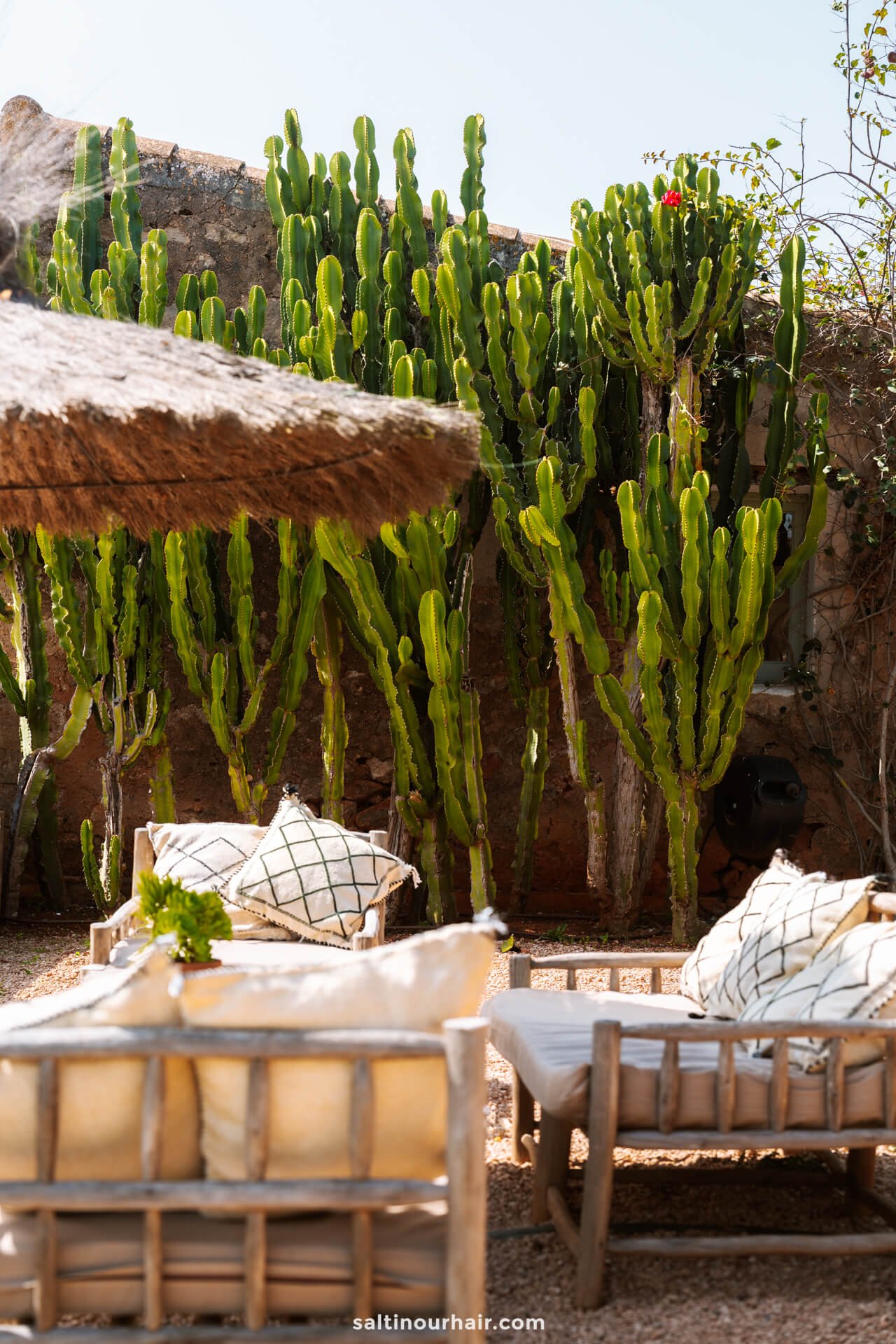 Cactus wall Terra Masia Garden Restaurants Ibiza