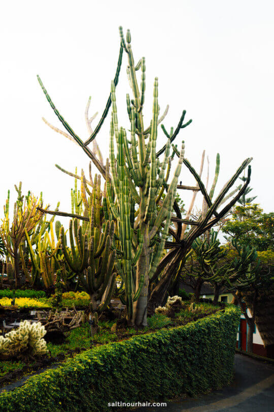 cactus botanical garden funchal