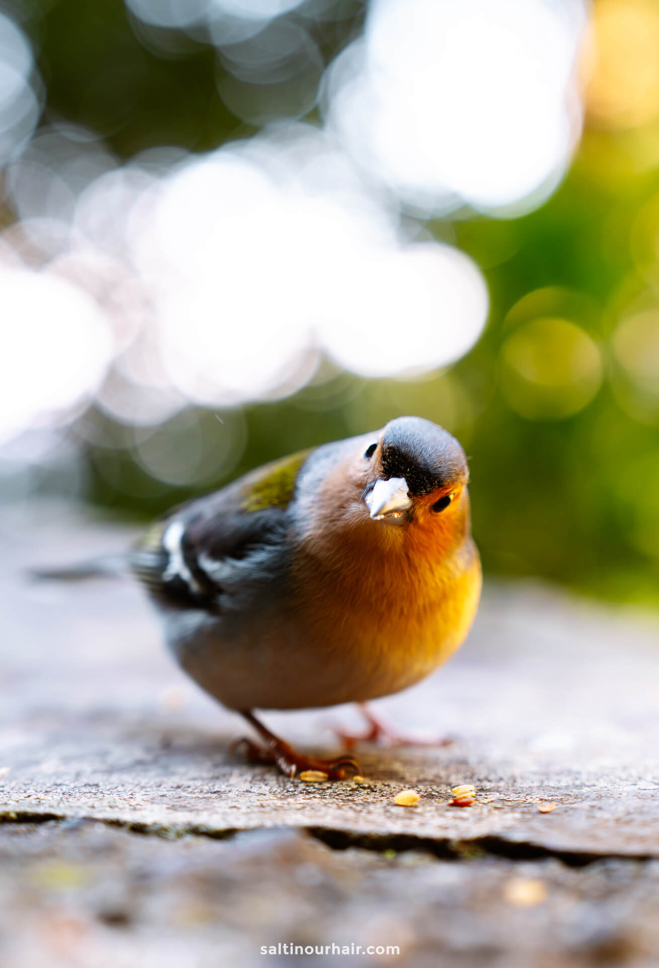 madeira cute bird